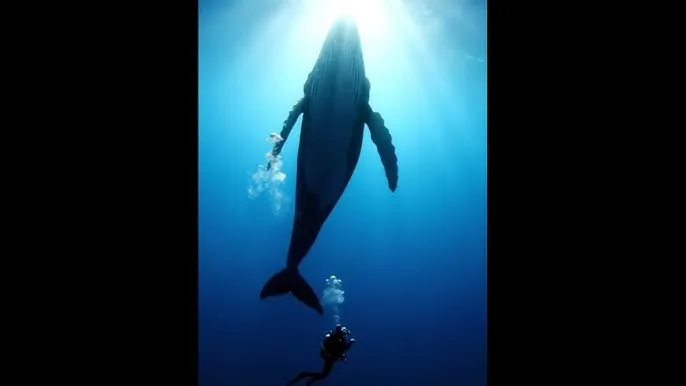 奇皇后电视剧全集免费观看完整版 - 深蓝星球：探索海洋深处的未知世界